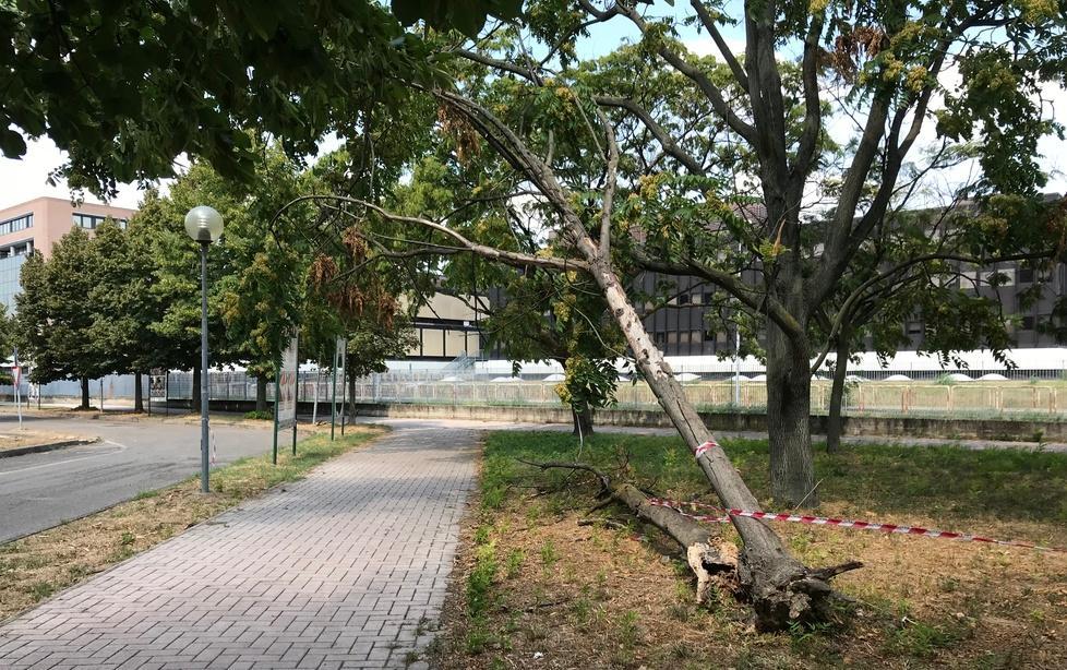 Albero pericolante sulla pista ciclabile «Chi ci passa rischia»