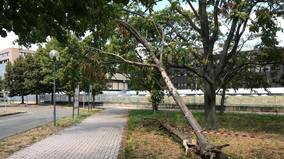 Albero pericolante sulla pista ciclabile «Chi ci passa rischia»