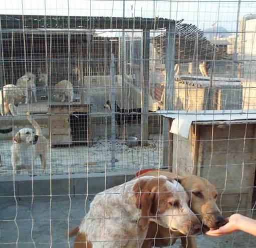 Il canile scoppia, l’appello della Lida 
