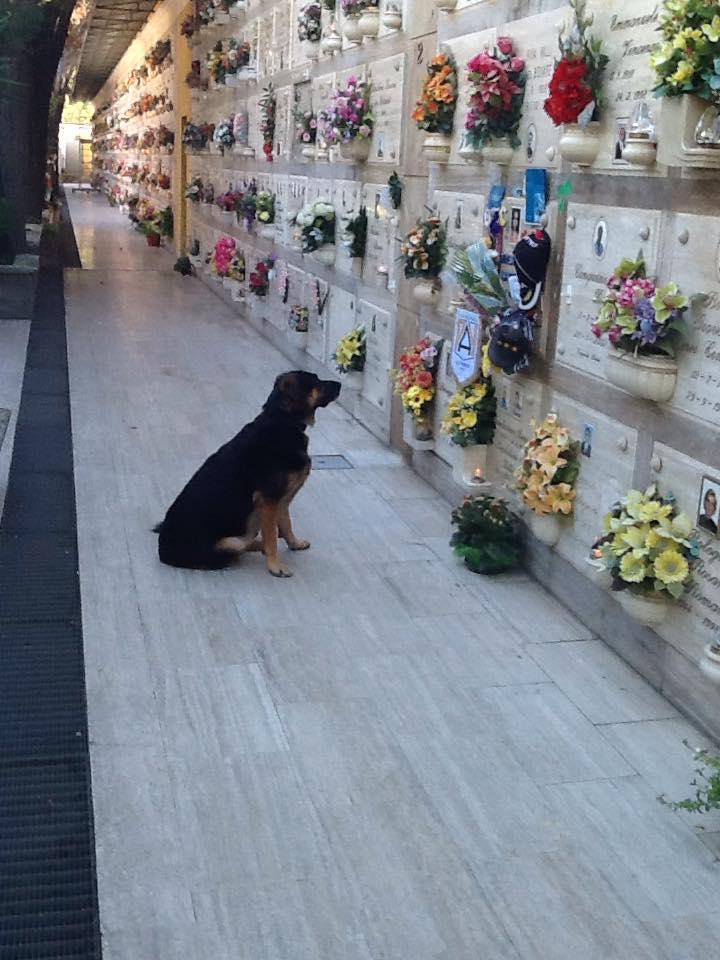 È morto Kyra, il cane amico dei bambini che faceva il volontario nelle case di riposo