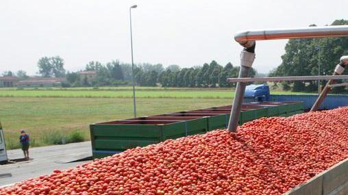 Derivati del pomodoro. Ora l’origine va indicata obbligatoriamente