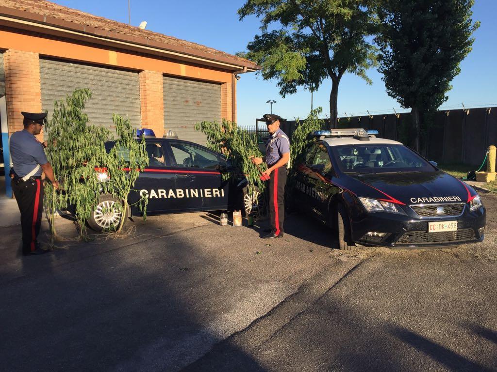 Vedono la coltivazione di marijuana dall'elicottero