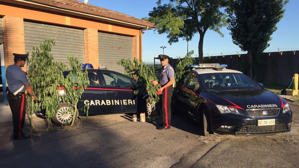 Vedono la coltivazione di marijuana dall'elicottero