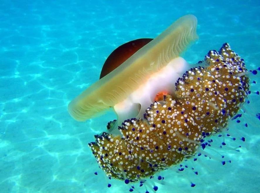 Lidi, meduse non pericolose