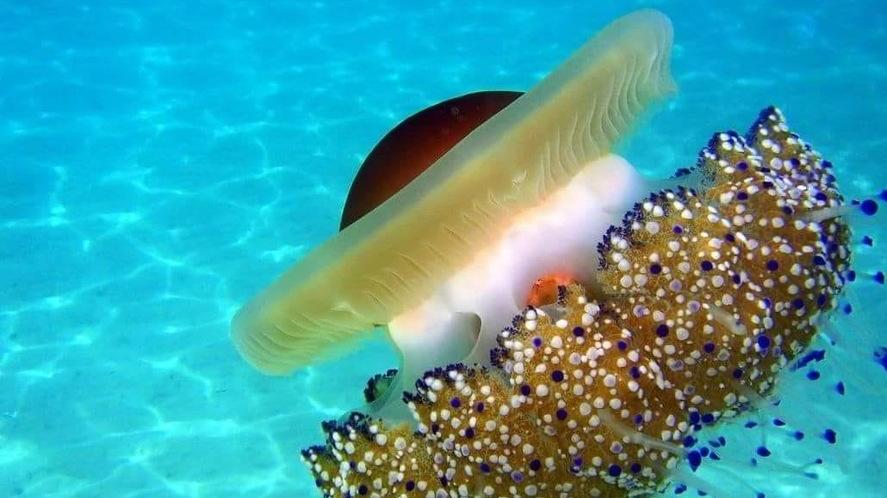 Lidi, meduse non pericolose
