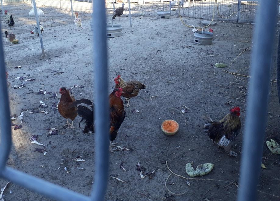 L’allevamento deve chiudere «Qui gli animali stanno bene» 