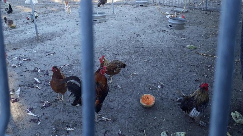 L’allevamento deve chiudere «Qui gli animali stanno bene»