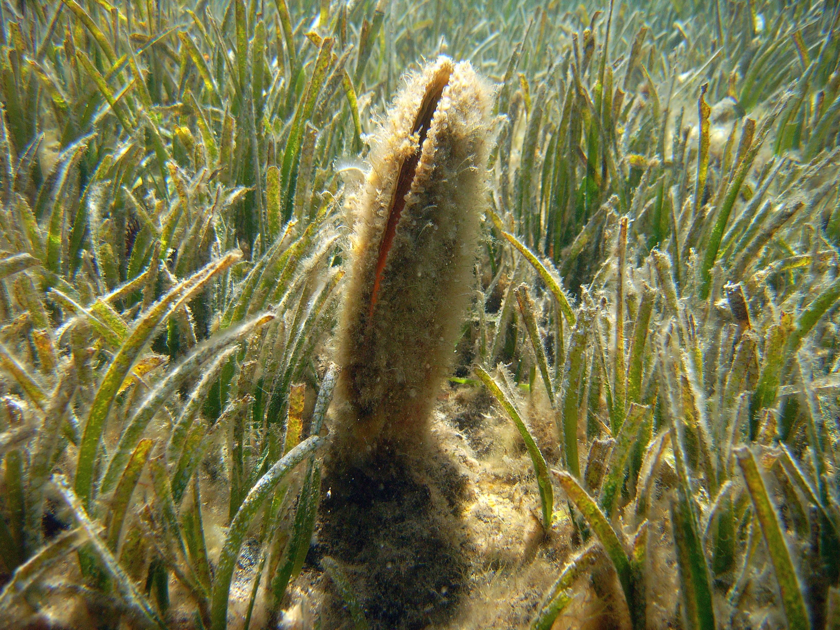 Strappa una nacchera di mare nell'area protetta: turista rischia il carcere