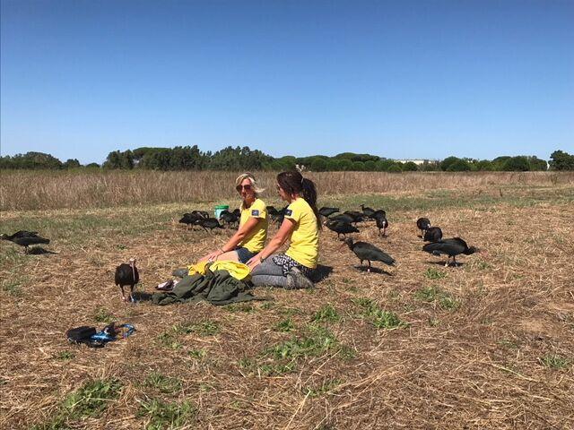 Gli ibis arrivati a Orbetello