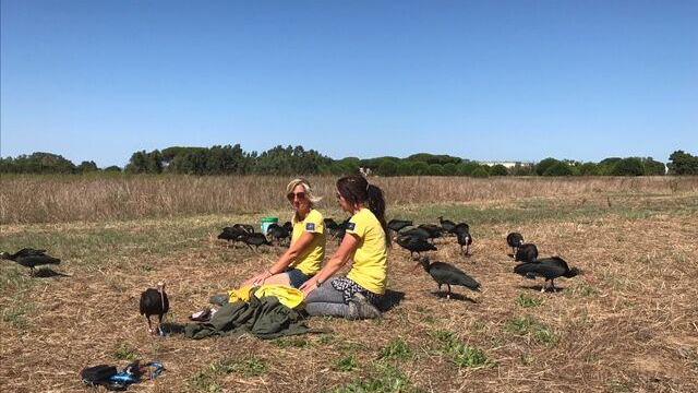 Gli ibis arrivati a Orbetello