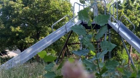 L’erba alta di S. Venanzio arriva in Consiglio