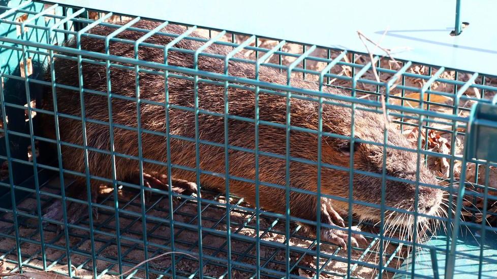 Il pasticcio delle nutrie I Comuni hanno pagato ma in lista non ci sono
