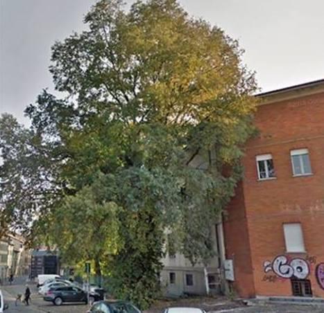«Segare l’albero in via Guasco è stato da incompetenti» 