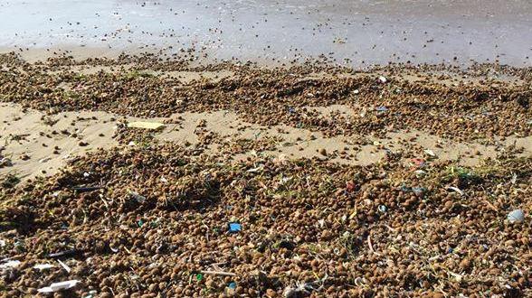 Plastica in spiaggia dopo la violenta mareggiata 
