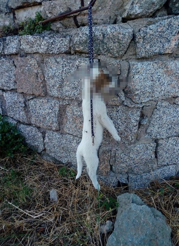 «Giustizia per Cucciolo» le firme sono già 50mila 