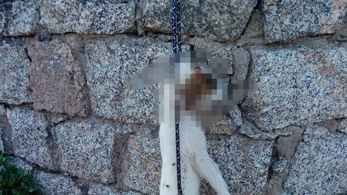 «Giustizia per Cucciolo» le firme sono già 50mila