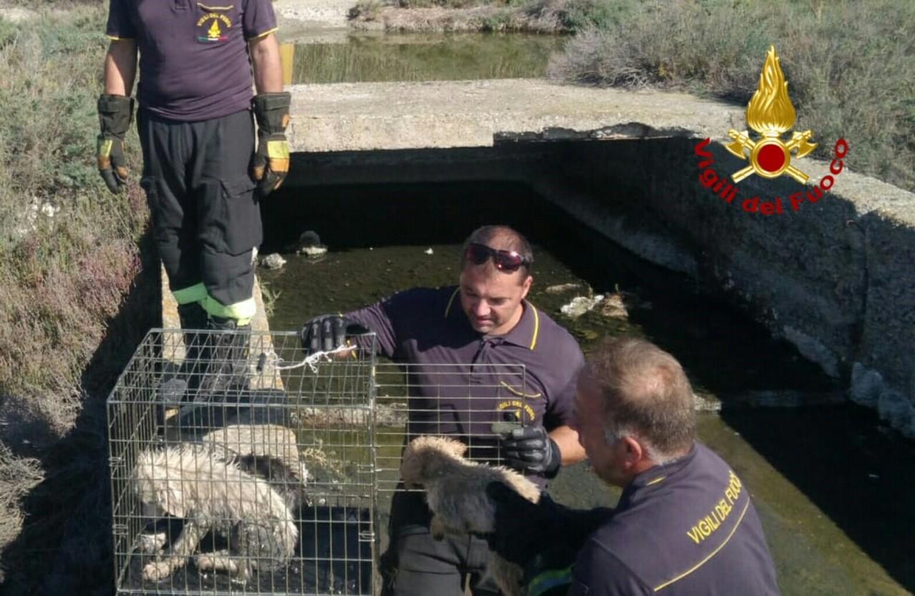 I cuccioli recuperati a Molentargius (foto Mario Rosas)