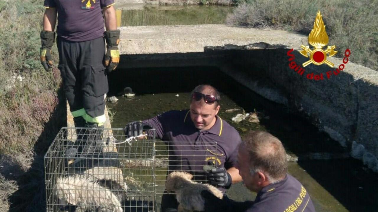 I cuccioli recuperati a Molentargius (foto Mario Rosas)