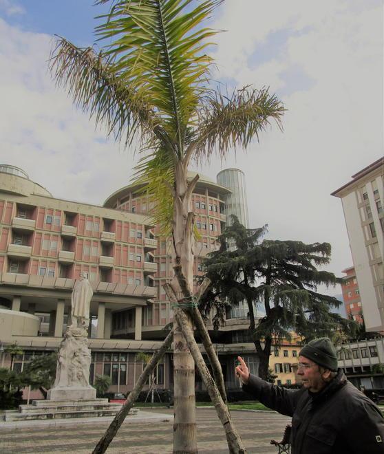 Palme spelacchiate: sit-in in piazza Garibaldi 
