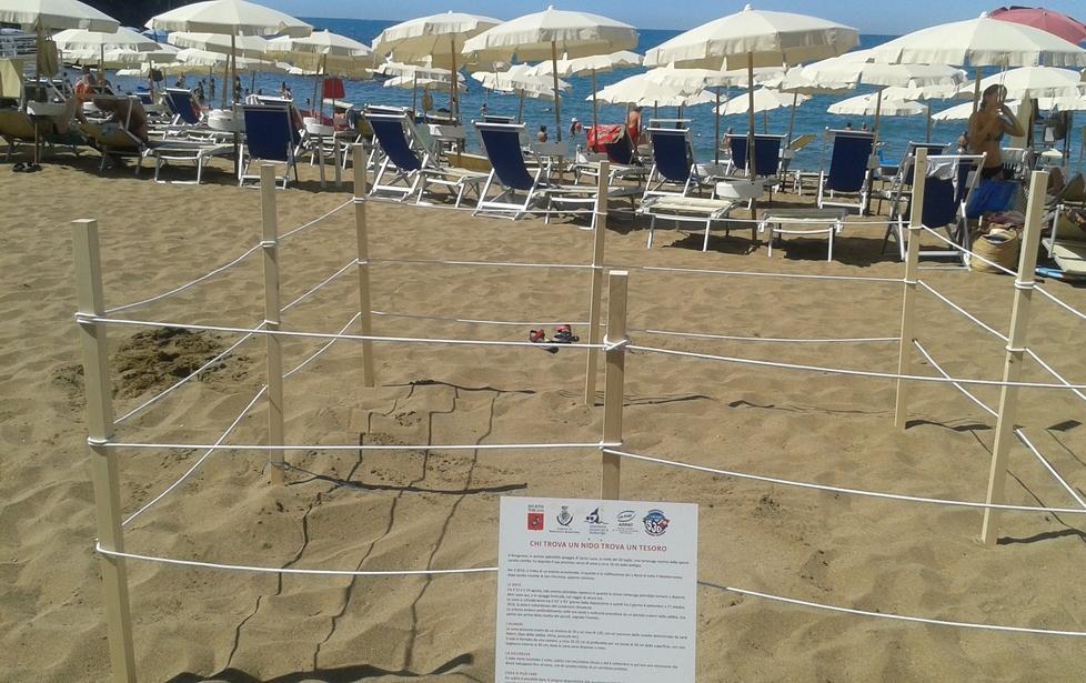 Spostate le uova di Caretta caretta