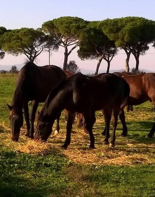 Ponte sull’Ombrone Almeno dal Parco ci si arriverà a cavallo 