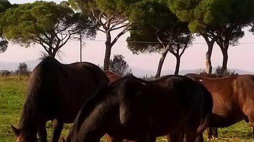 Ponte sull’Ombrone Almeno dal Parco ci si arriverà a cavallo