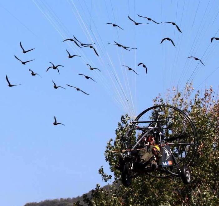 Arrivato all’oasi del Wwf un nuovo stormo con 29 ibis 