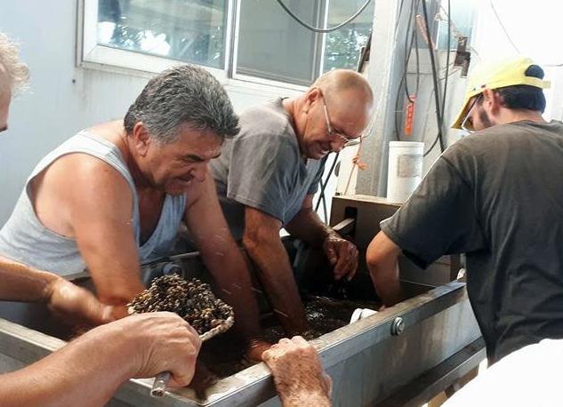 Dal novellame le previsioni sulla raccolta delle vongole 