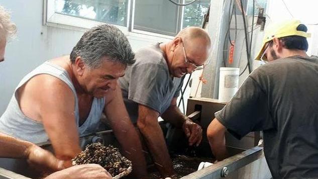 Dal novellame le previsioni sulla raccolta delle vongole