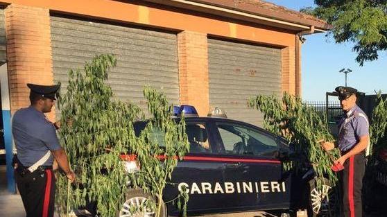 Coltivava marijuana Scoperto e arrestato