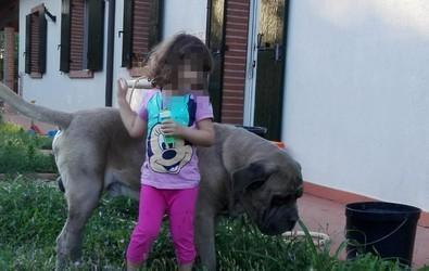 Arrivano in Sardegna i cani per i diabetici 