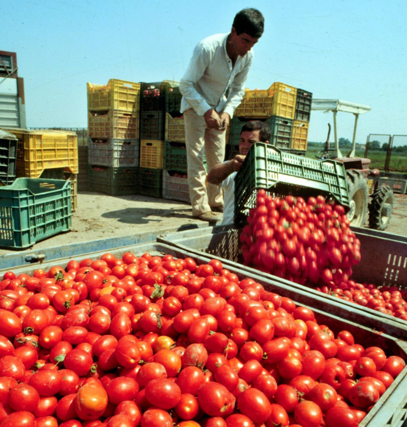 Pomodoro, l’etichetta doc occasione anche per l’isola 