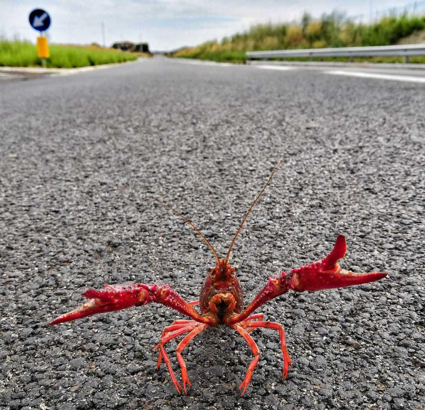 Un gambero rosso a spasso nelle campagne di Ozieri (foto Giacomo Manca @giacomix86)