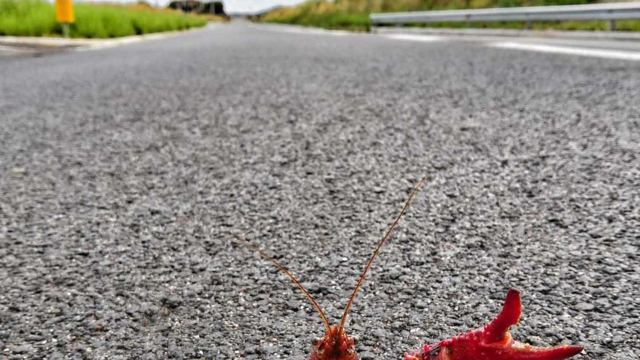 Un gambero rosso a spasso nelle campagne di Ozieri (foto Giacomo Manca @giacomix86)