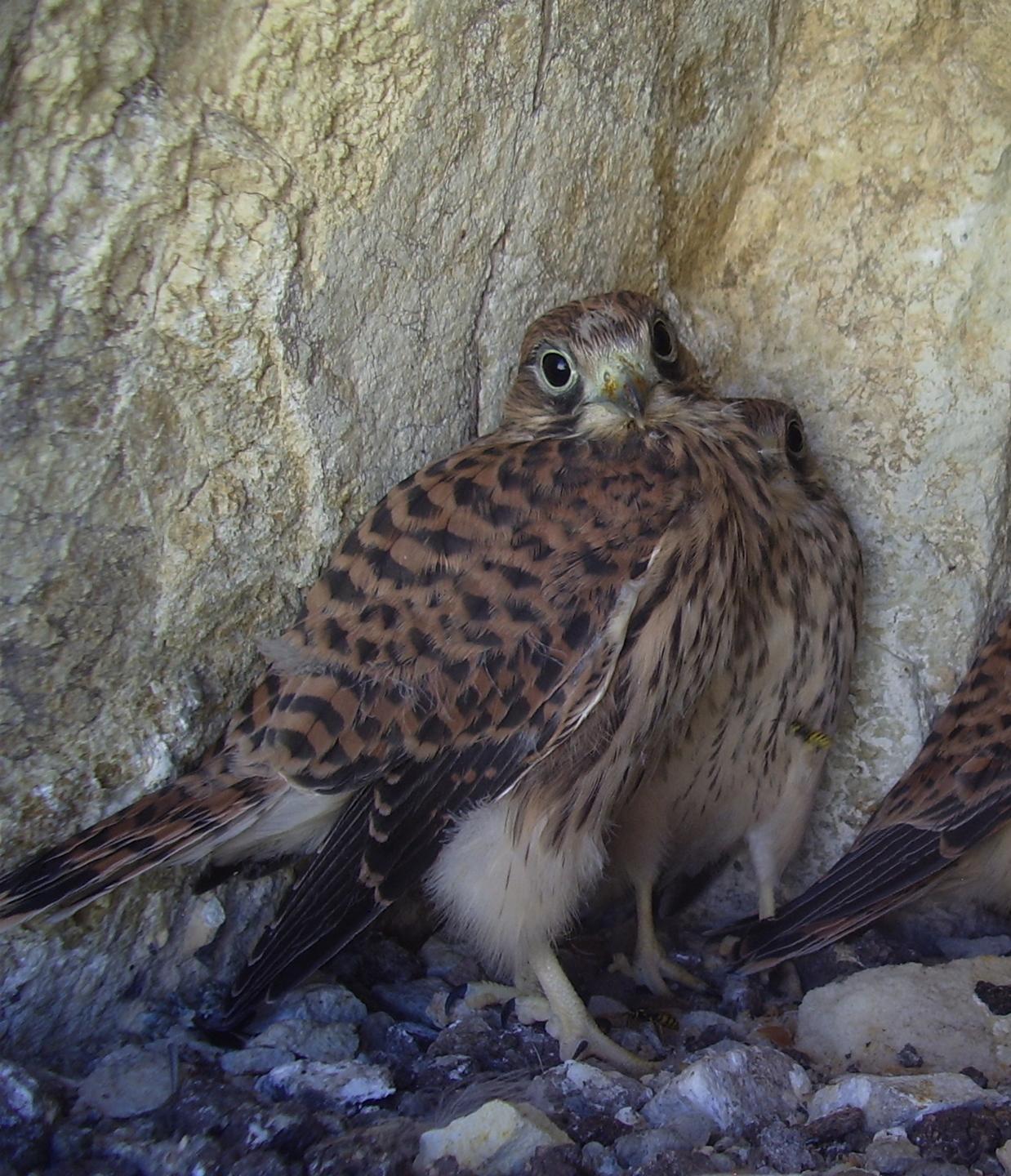 La febbre del Nilo risale il Tirso 
