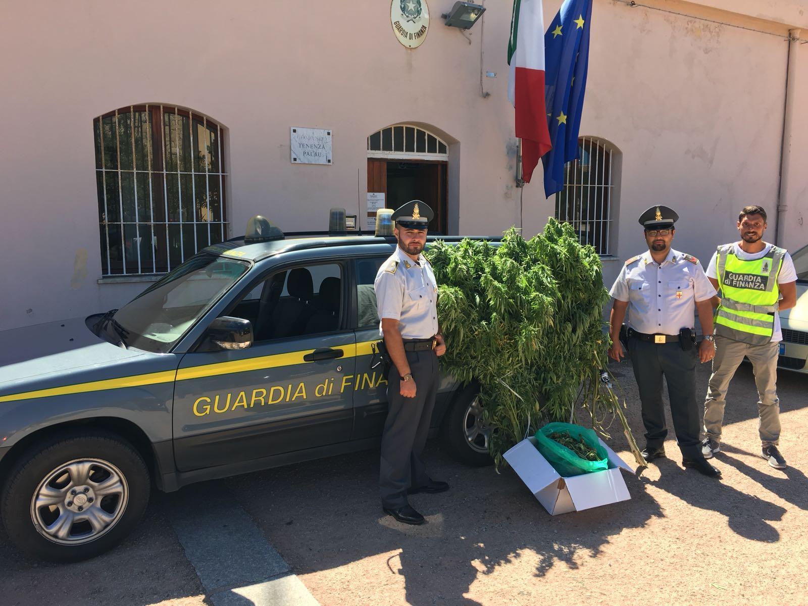 Coltivatore diretto di marijuana scoperto e denunciato ad Arzachena