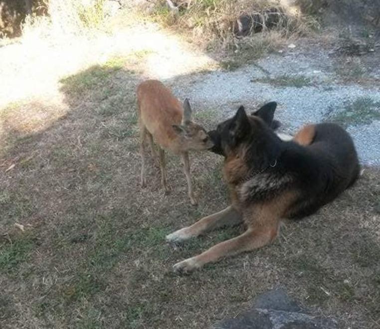 Il cerbiatto e il cane: quella strana (e tenera) amicizia