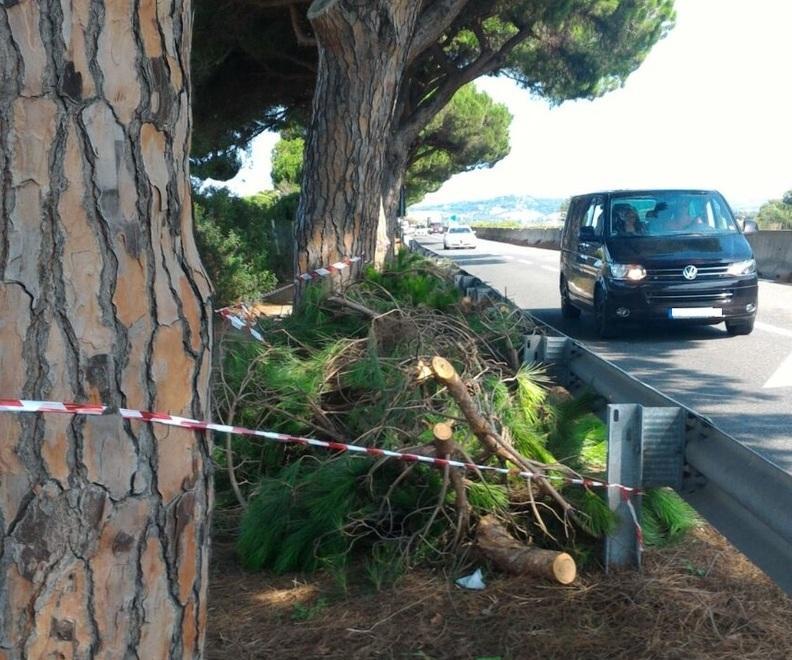 Un ramo di pino cade in mezzo all’Aurelia Pericolo nella notte 