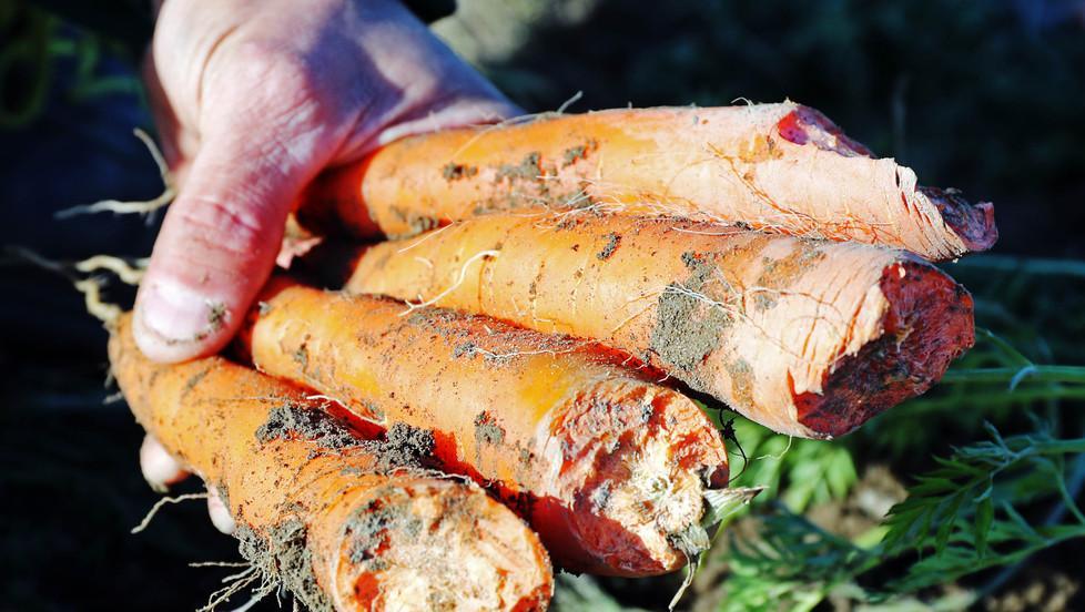 Animalisti rompono le gabbie e fanno scappare le nutrie 