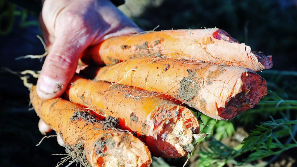 Animalisti rompono le gabbie e fanno scappare le nutrie