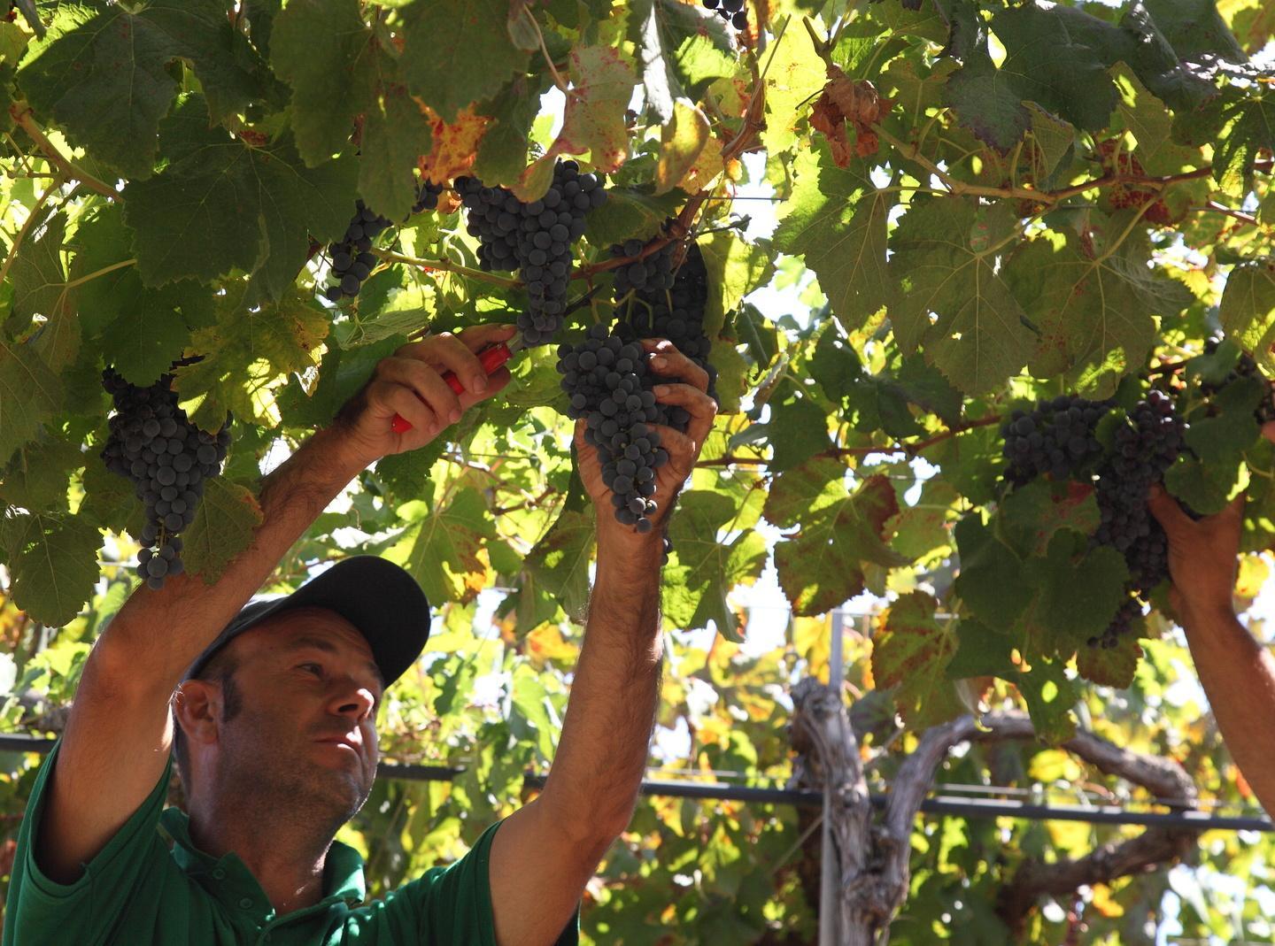 Tutto pronto per la vendemmia, il vino sarà buono e abbondante. Nonostante le piogge 