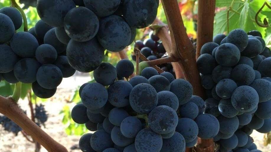 La promozione delle eccellenze nelle mani dell’agenzia Laore