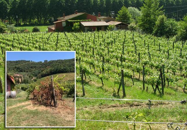 Filare di viti colpito dai vandali, piante fatte seccare con l’acido 