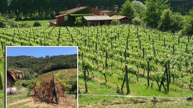 Filare di viti colpito dai vandali, piante fatte seccare con l’acido