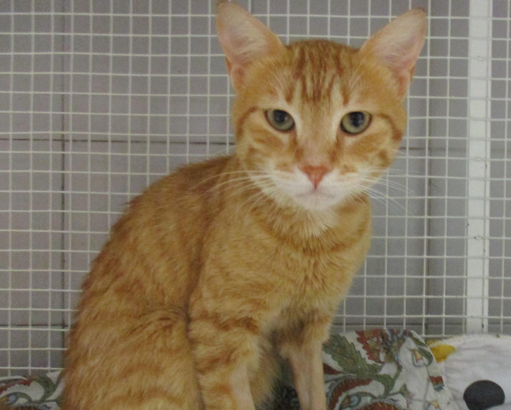 Rod il gatto