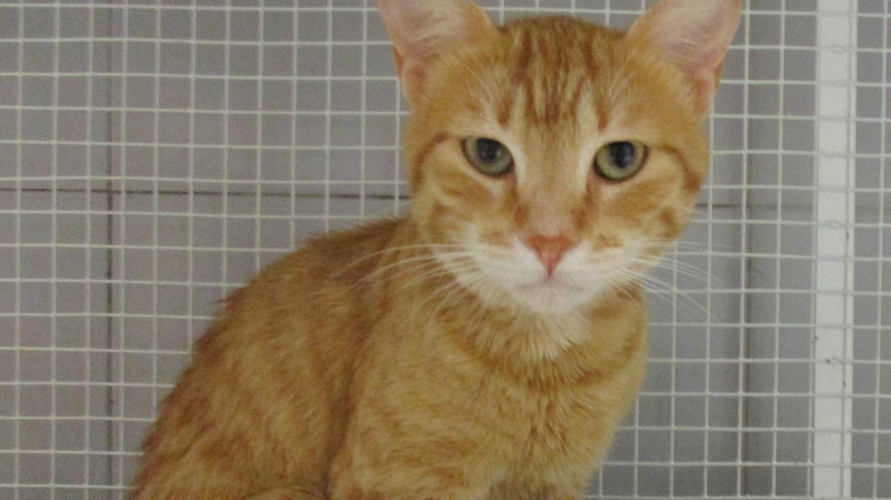 Rod il gatto