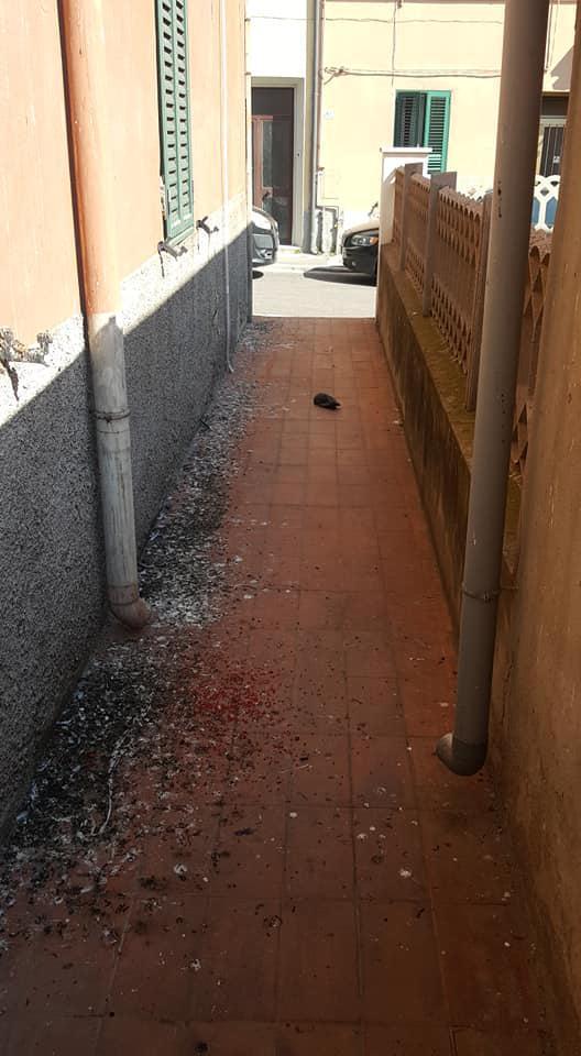 Uno dei piccioni morti, a ridosso del muro, dove insieme allo sporco  sono stati sparse altre polveri e granaglie
