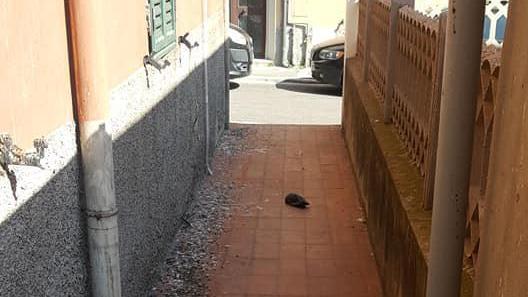 Uno dei piccioni morti, a ridosso del muro, dove insieme allo sporco  sono stati sparse altre polveri e granaglie