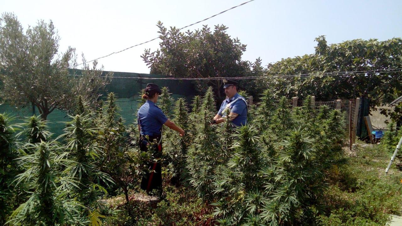 Cannabis, piante alte due metri nel giardino di casa: arrestato 