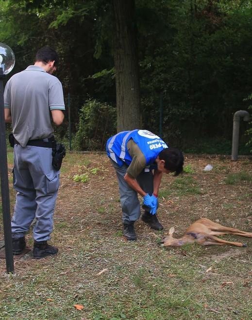 Morto un baby capriolo, segni di violenza: indaga la Forestale 
